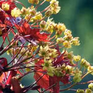 Acer platanoides 'Prairie Splendor'